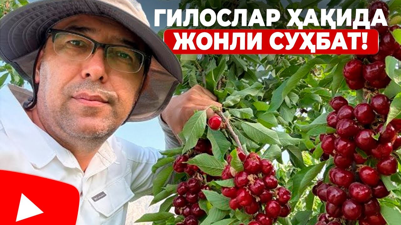 ГИЛОС БЎЙИЧА БАРЧА САВОЛЛАРИНГИЗГА ЖАВОБЛАР! | ШУҲРАТ АБРОРОВ #shuhratabrorov #gilos