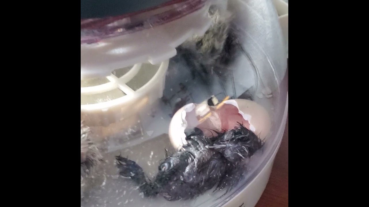 Silkies Chicken Eggs hatched from Incubator