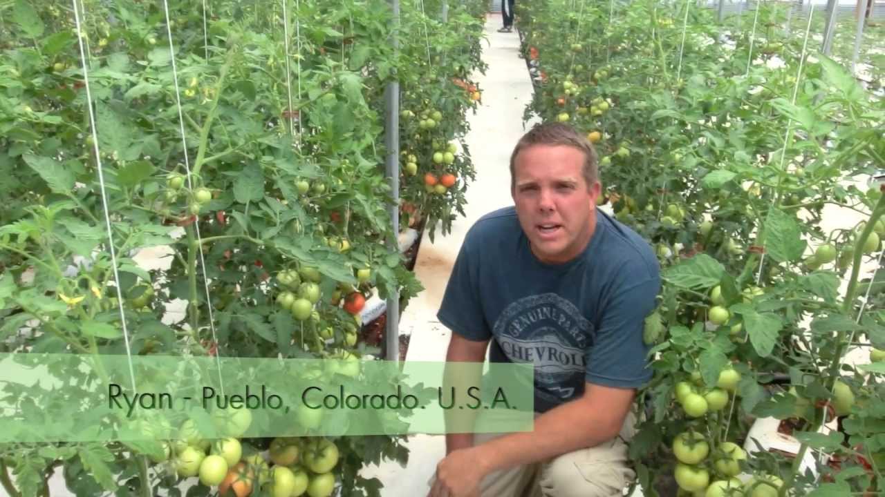 Organic Tomato - Hydroponic - U.S.A. | Kimitec