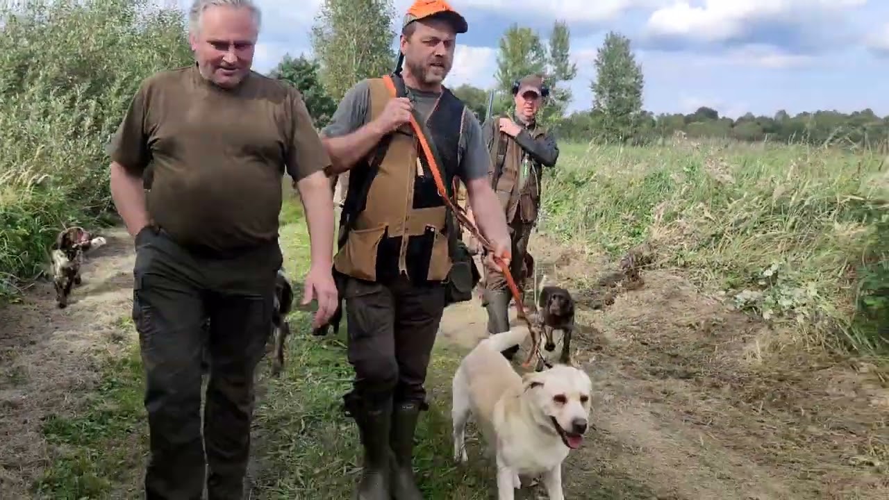 Polowanie na kaczki Klubu PSM PZŁ Lufa&Czok Polski Spaniel Myśliwski/Polish Hunting Spaniel