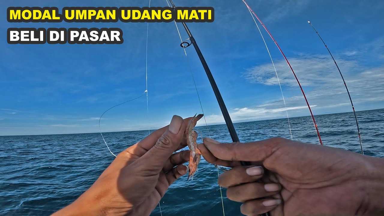Umpan Udang Mati Beli Di pasar