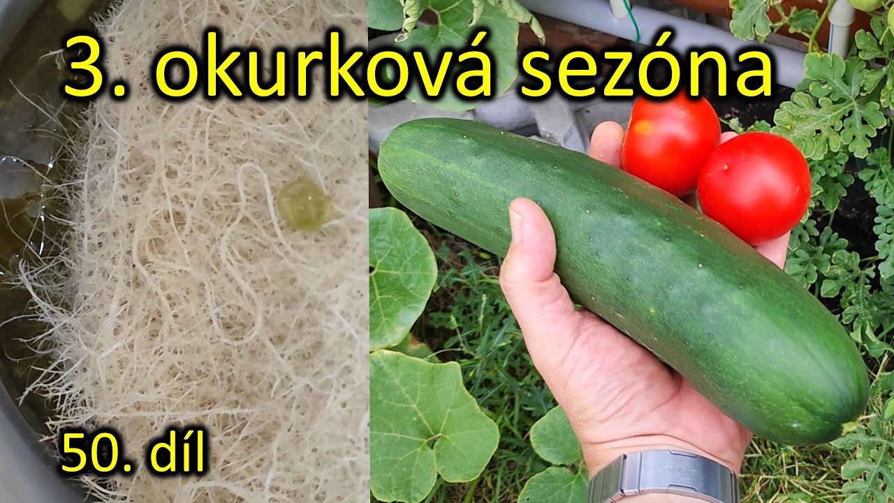 50. třetí okurková sezóna v domácí hydroponii