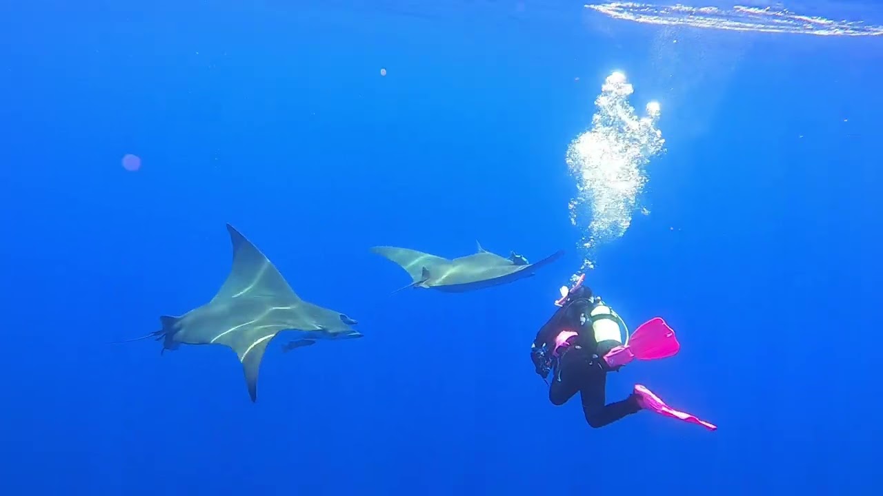 Playing with manta rays in Azores