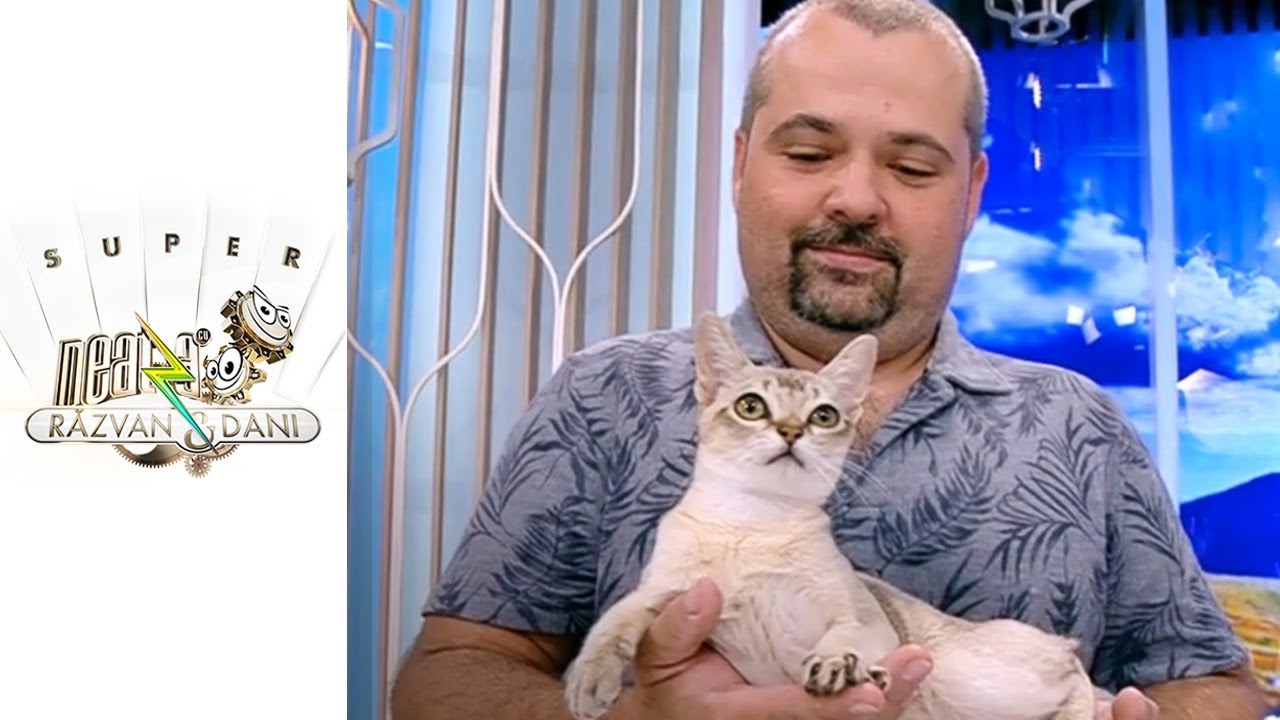Cele mai frumoase pisici. Mini salon felin SofistiCAT, la Neatza
