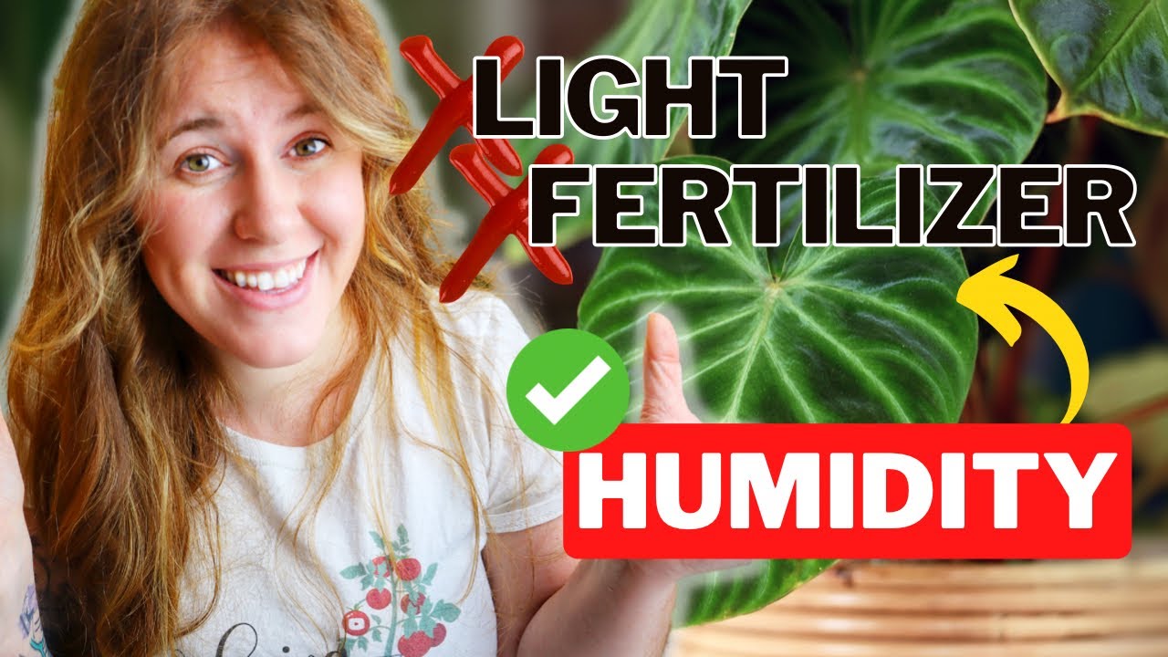 Humidity for Houseplants Explained With Science. Why Grow Lights Will Never Give You Rapid Growth.