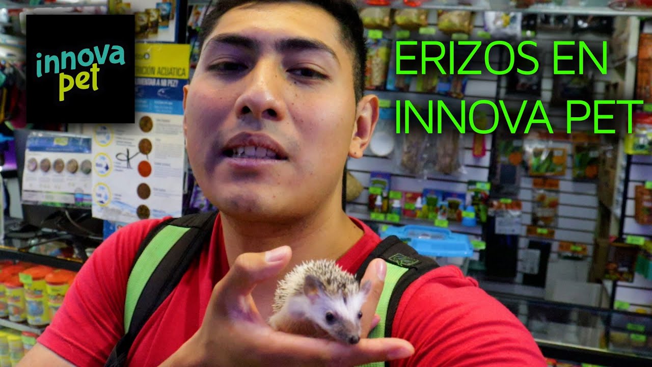 ERIZOS EN INNOVA PET | BUEN FIN | ACCESORIOS PARA ERIZOS |