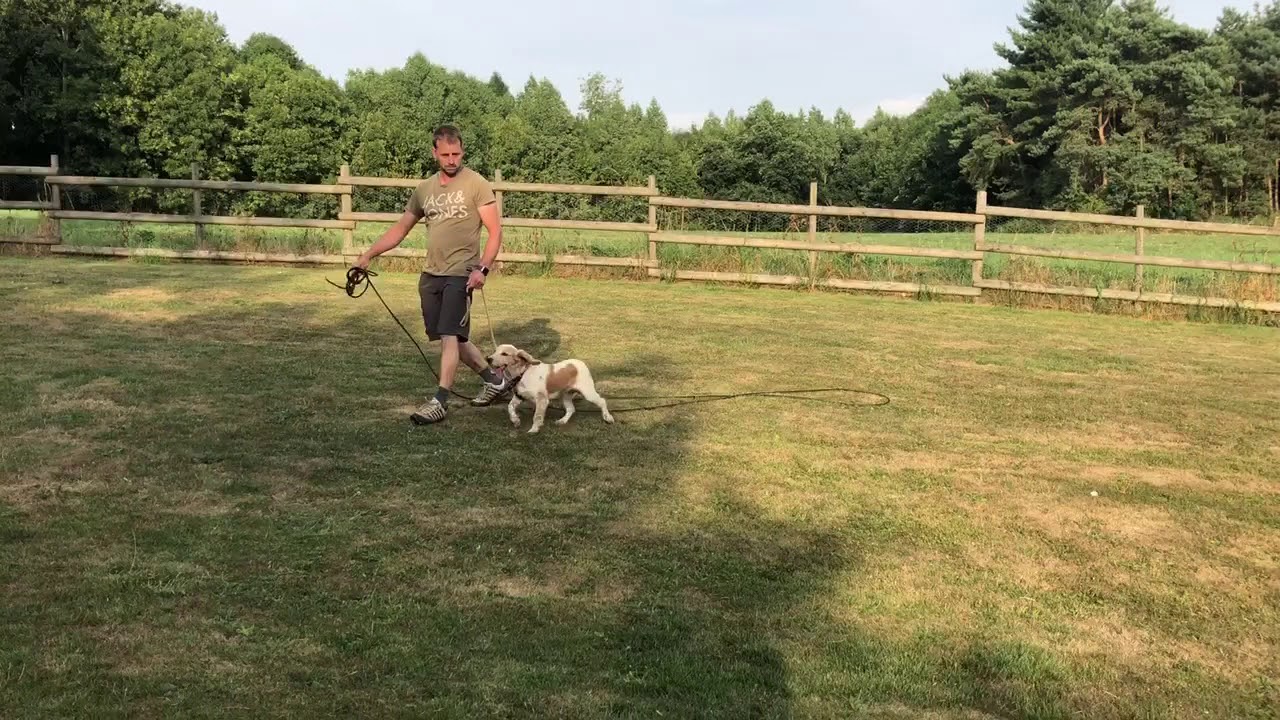 Early Gundogs training on a long line