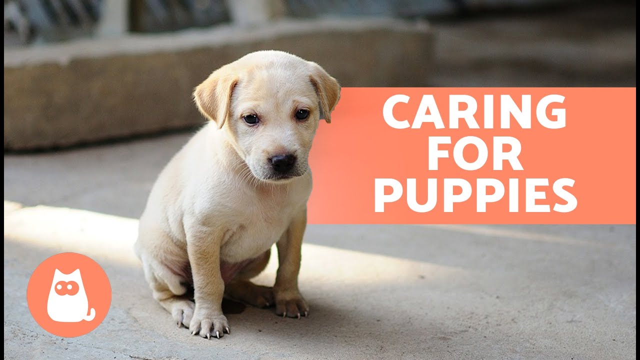 Complete Guide to PUPPY CARE 🐶 (Education, Food, Hygiene and Play)