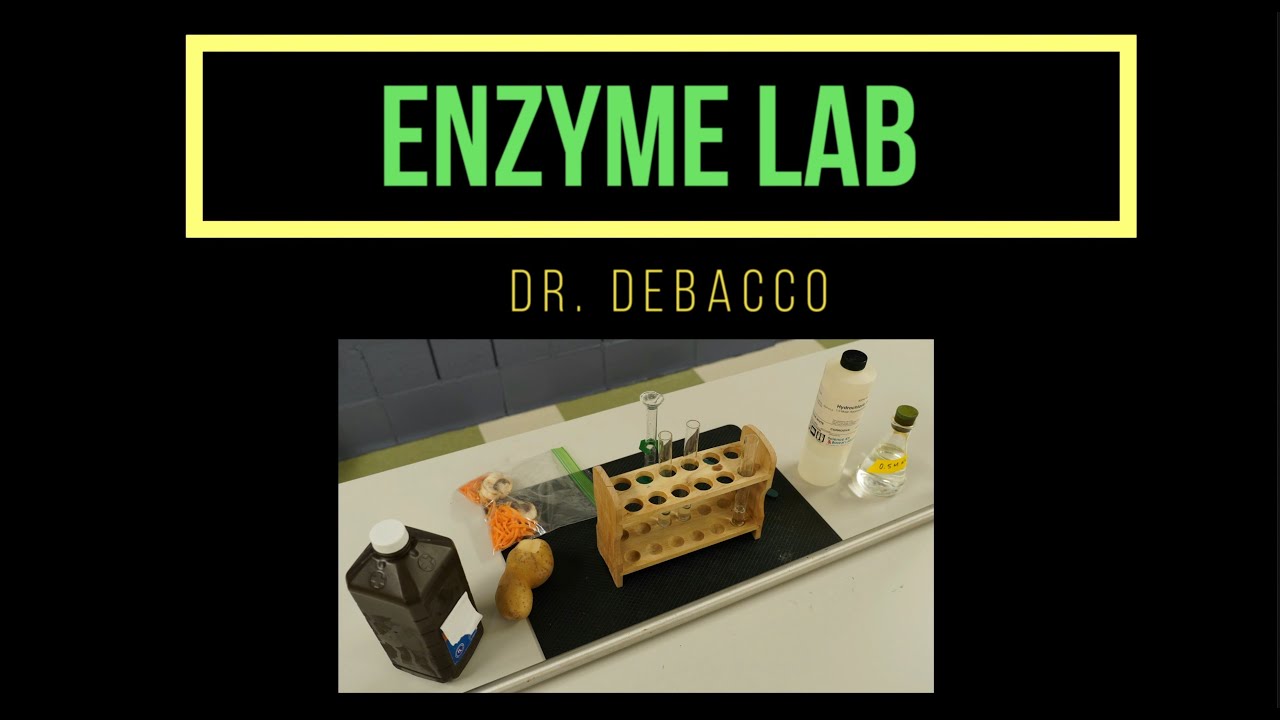 Enzyme Lab