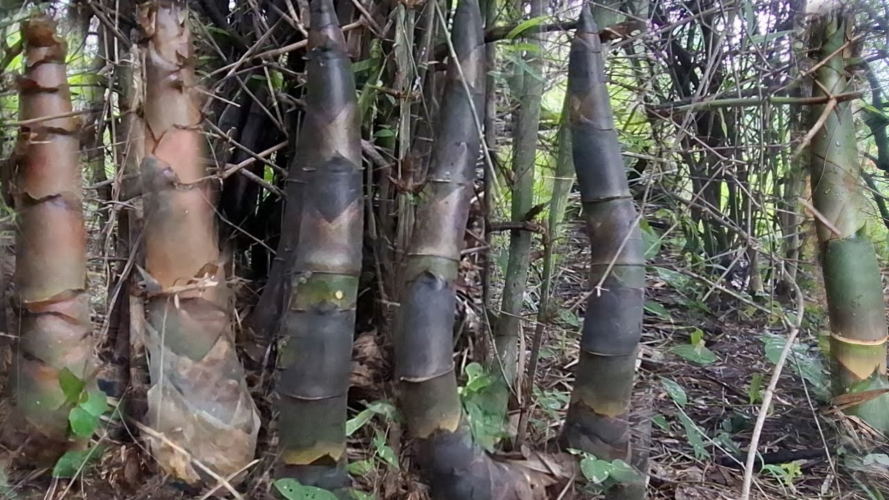 ทั้งใหญ่ทั้งยาว