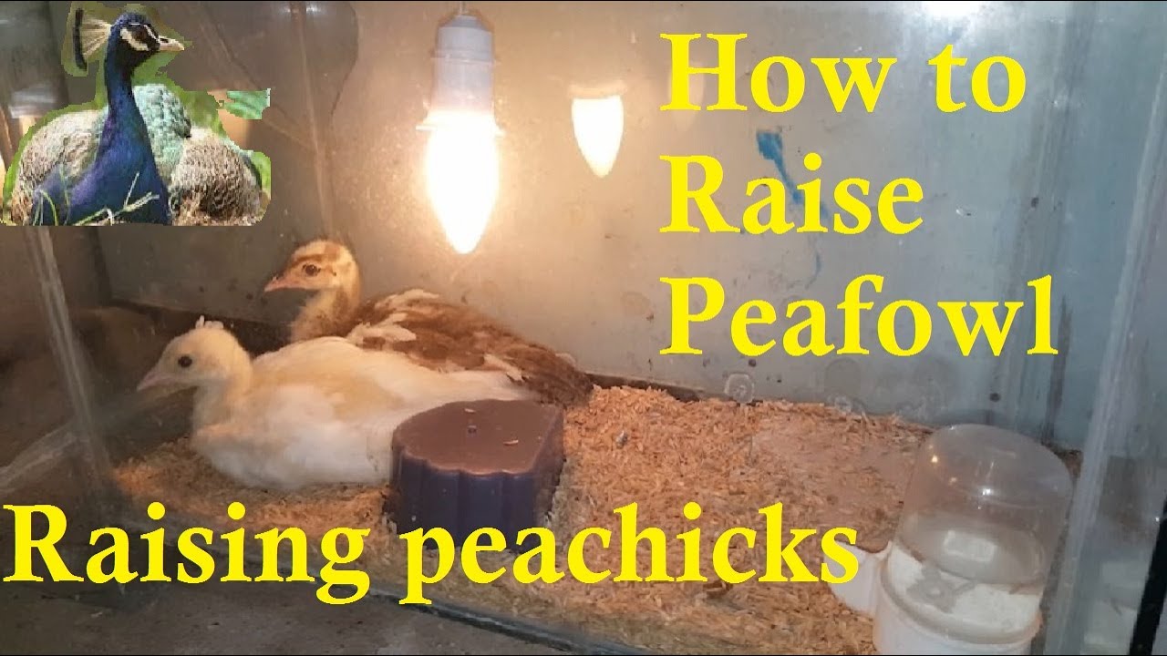 How to Raise Peafowl | Raising peachicks | raising peacock chicks