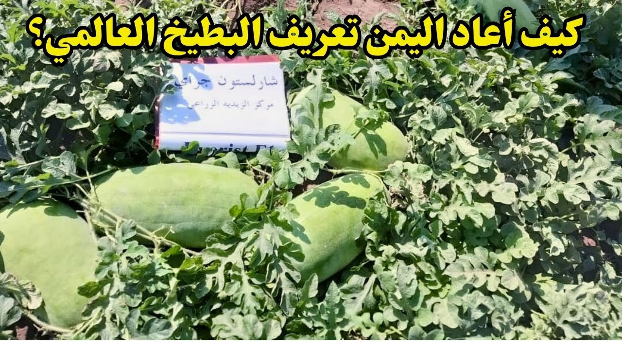 تشارلتون جراي :  قصة نجاح صنف عالمي في الأراضي اليمنية!