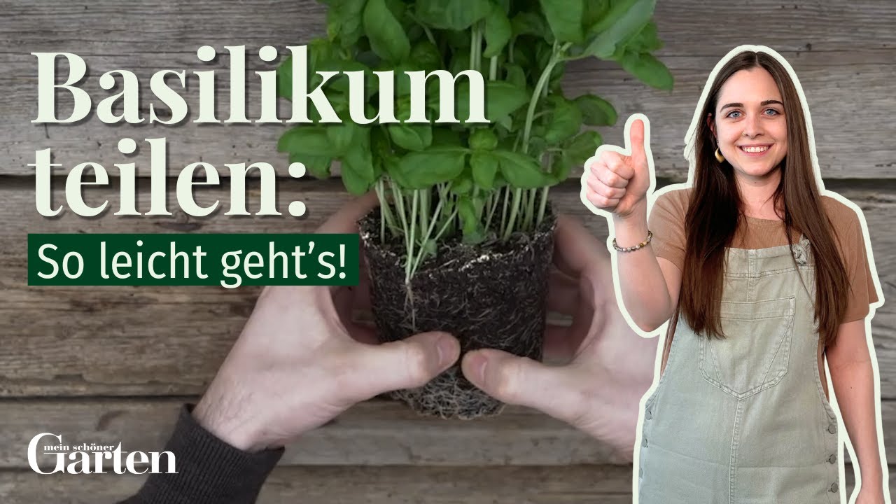 Basilikum teilen: So leicht geht&rsquo;s!