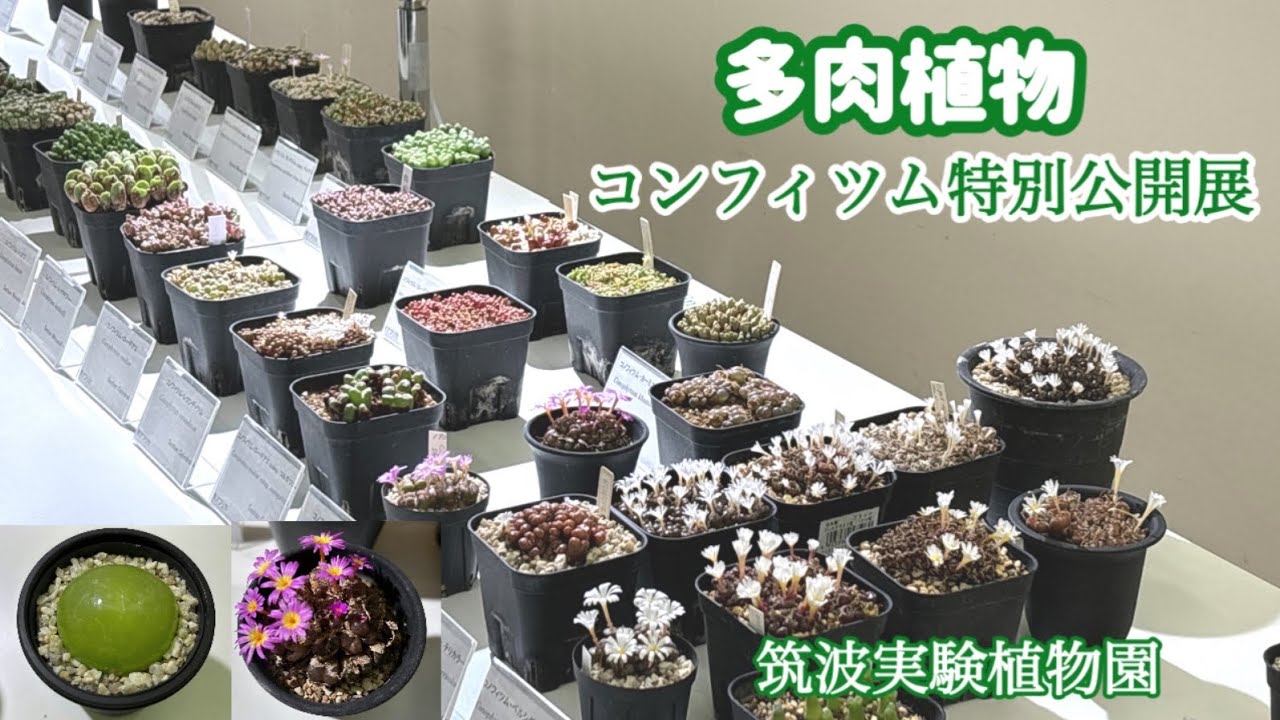 【多肉植物】宝石のような美しさ〜Special Exhibition - Jewel-like Beauty