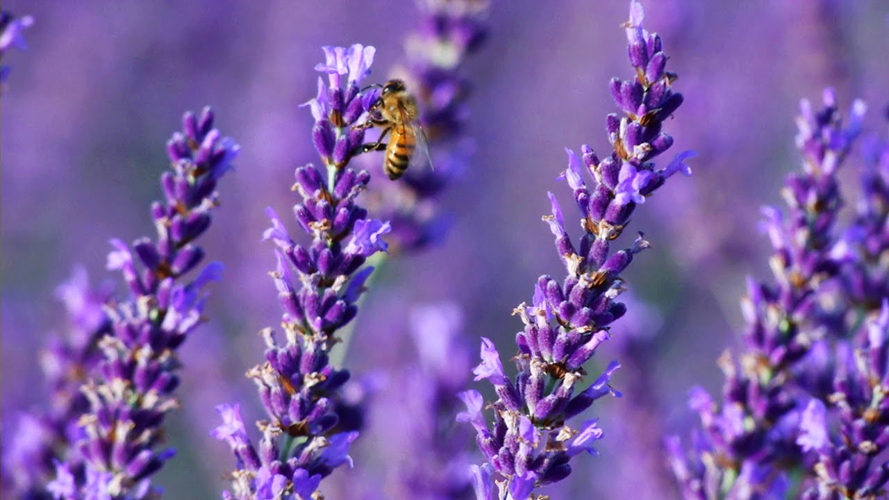 A Lavender Farm in Full Bloom