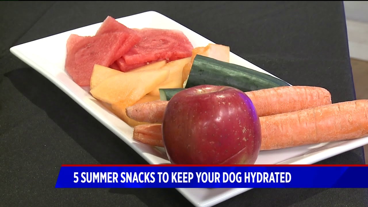 5 Summer Snacks to Keep Dogs Hydrated with The Farmer's Dog