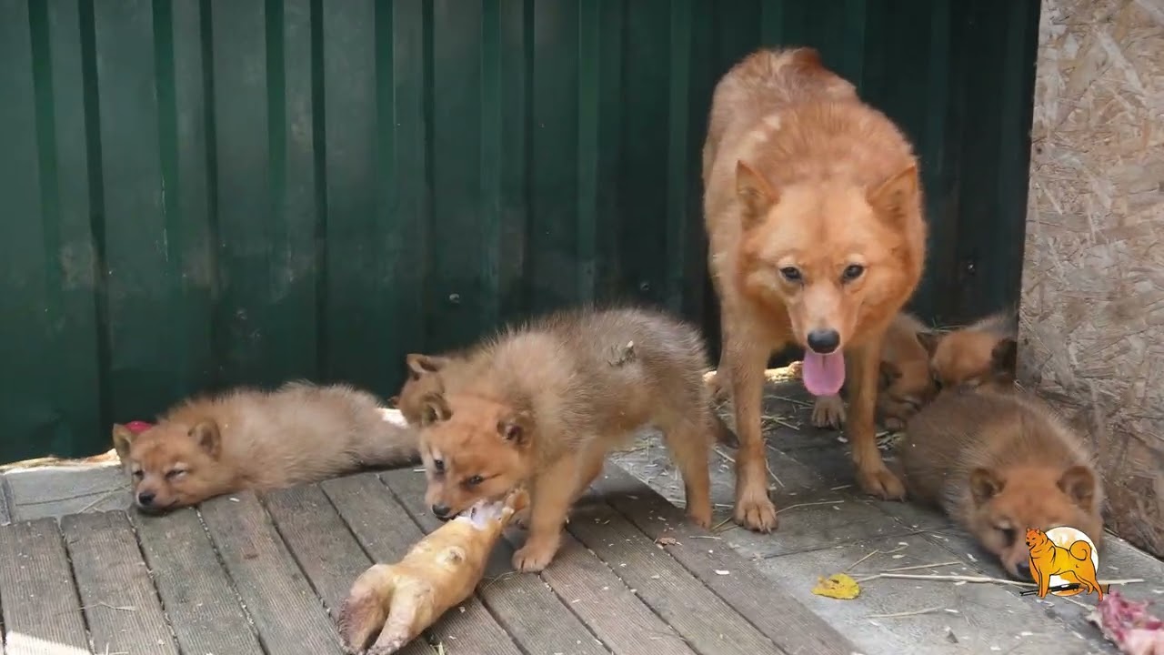 Щенки карело-финской лайки в июле 2024 :: Puppies of Finnish Spitz in July 2024