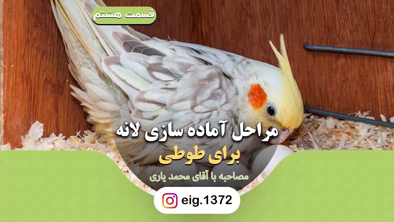 مراحل آماده سازی لانه برای طوطی سانان