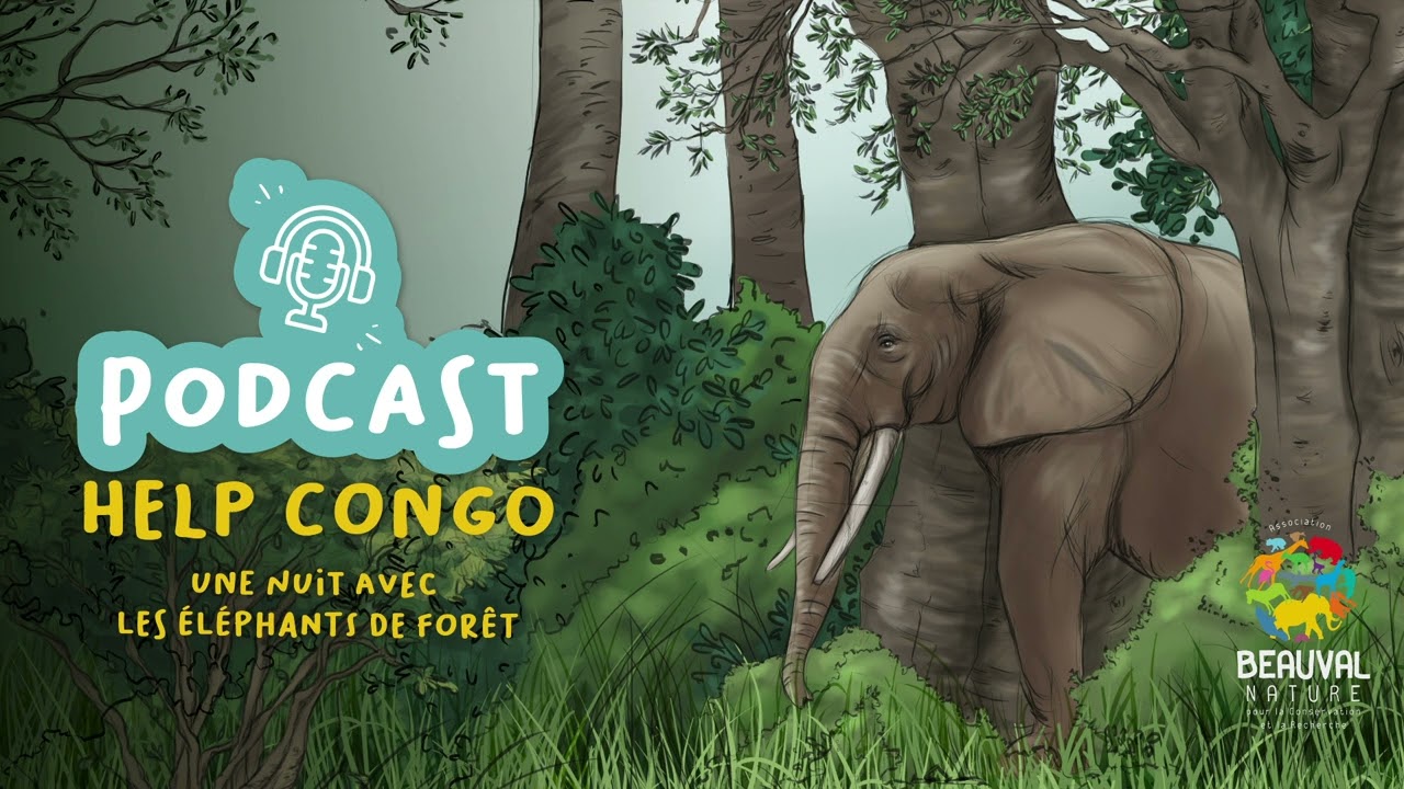 Une nuit avec les éléphants de forêt