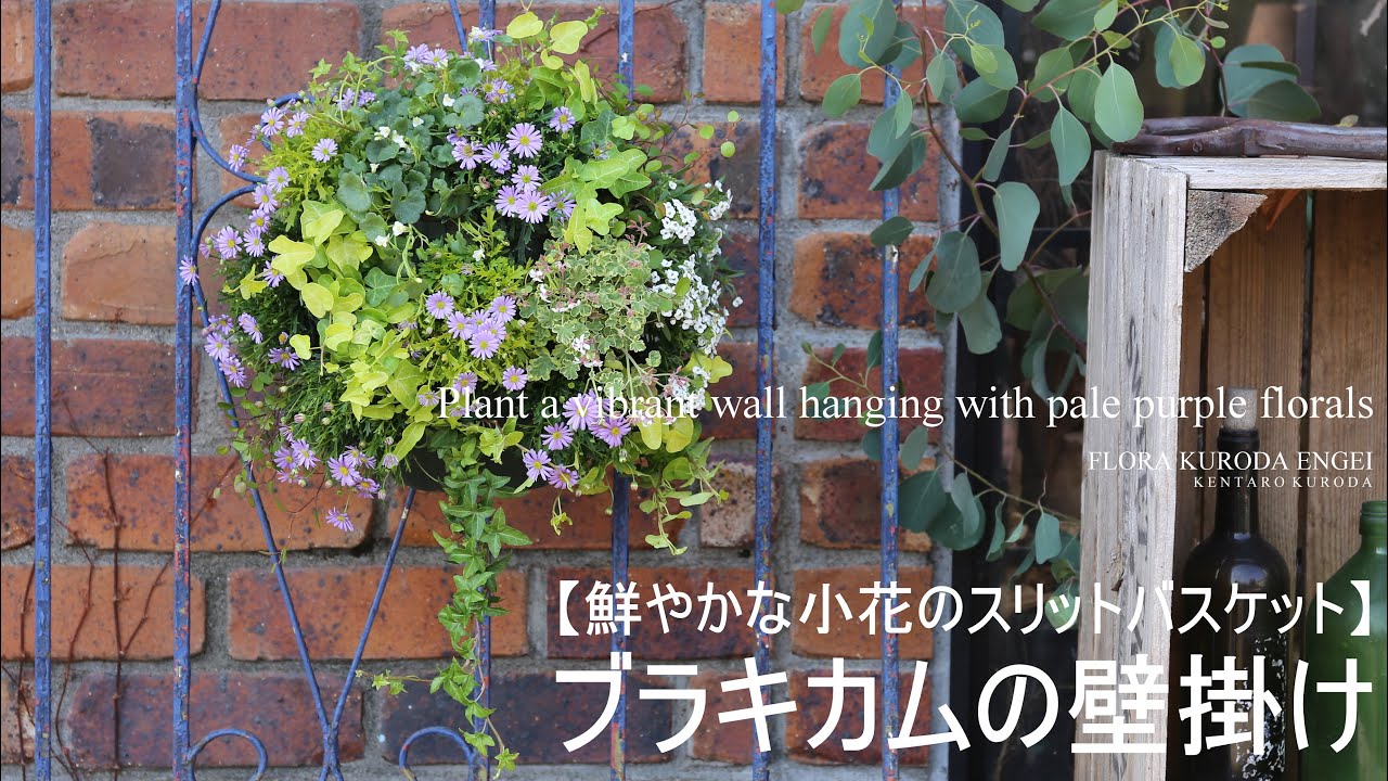 ハンギング寄せ植え／鮮やかな小花のスリットバスケット【春のガーデニング】ブラキカムの壁掛け-フローラ黒田園芸-4K ULTRA HD