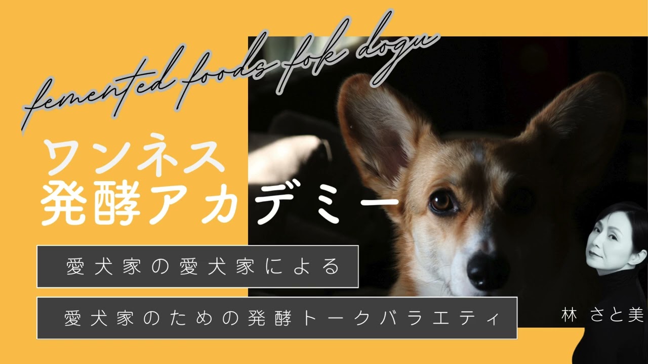 「ビタミン」と「ミネラル」って何が違う？愛犬の元気を作る栄養の基本｜ワンネス発酵アカデミー