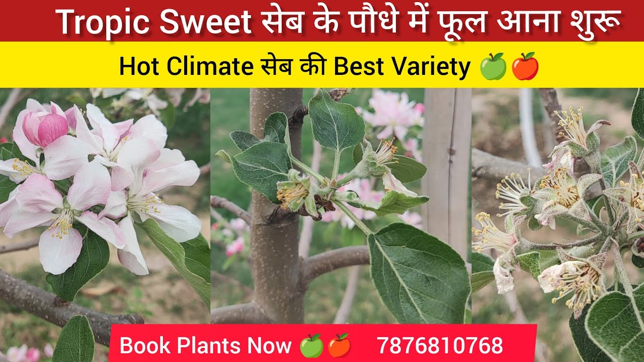 Hot Climate Apple Best Variety Tropic Sweet  | Tropic Sweet में फूल आना शुरू | Tropic Sweet Apple 🍏🍎