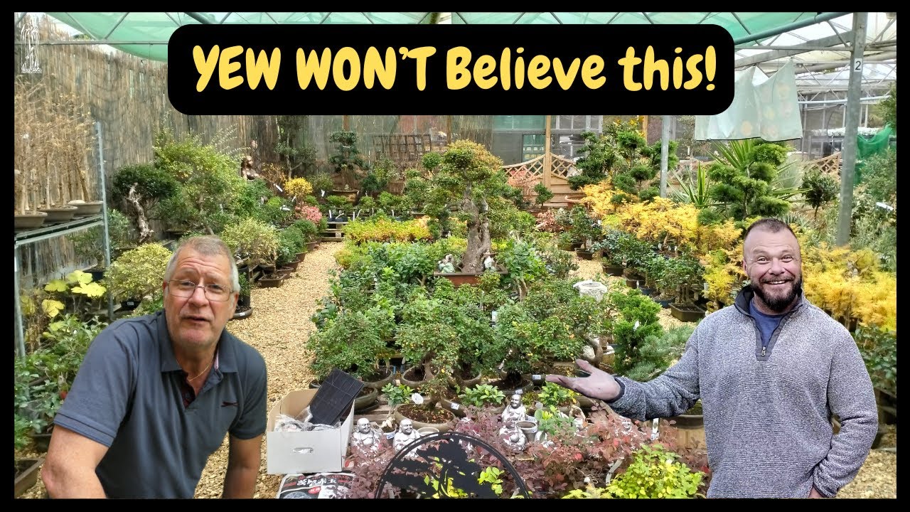 The BEST kept Bonsai Nursery Secret & Pruning YEW (Taxus)