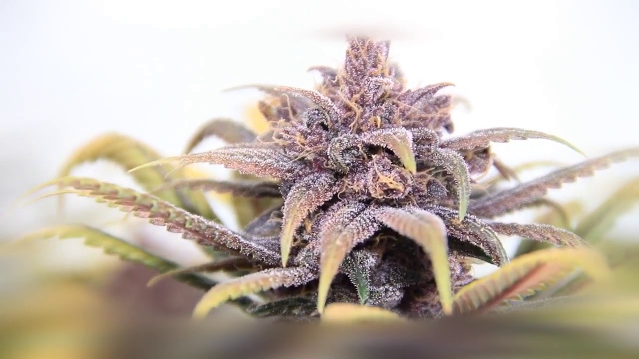 GOOD WEED & GOOD MUSIC 2019