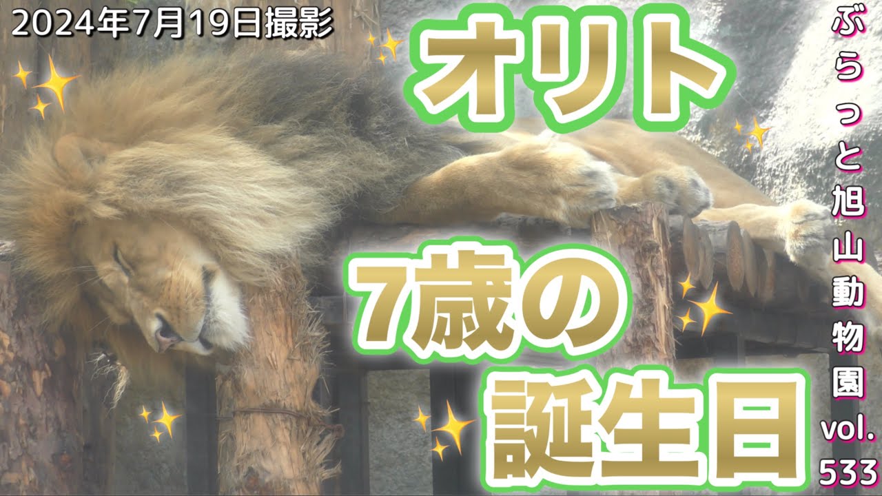 《ライオン＆トラ旭山動物園》今日はオリトの7回目の誕生日。娘達からわちゃわちゃ祝い？オリトイオライオンファミリーvol533/Today is Lion Orito's birthday