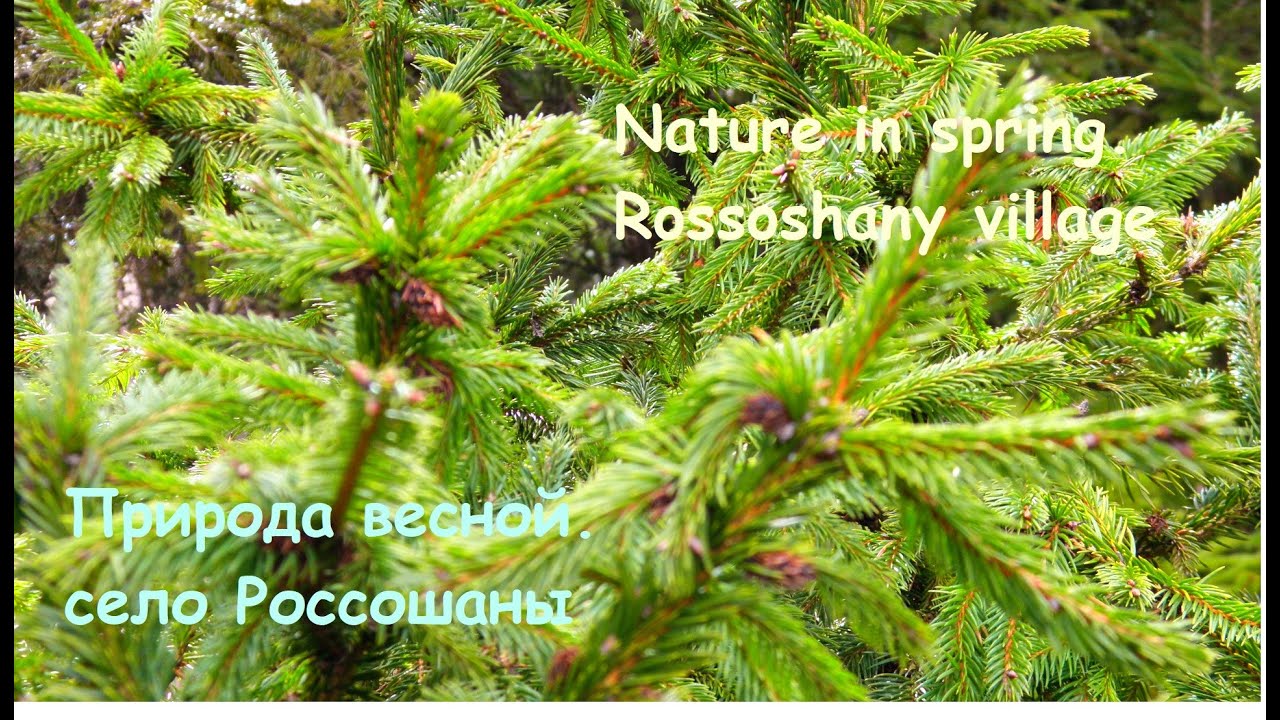 Nature in spring  Rossoshany village