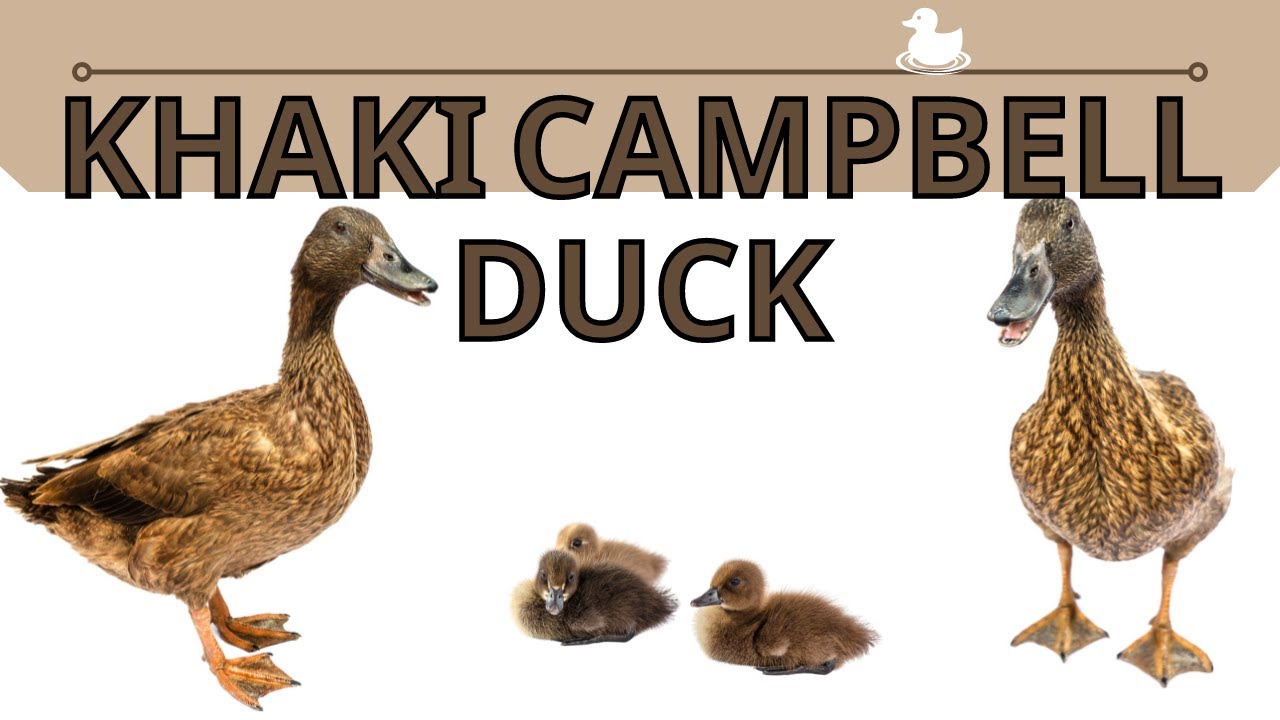 The Beginners Guide To The Khaki Campbell Duck!