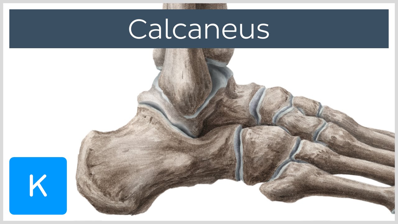 Overview of the Calcaneus (preview) - Human Anatomy |&nbsp;Kenhub