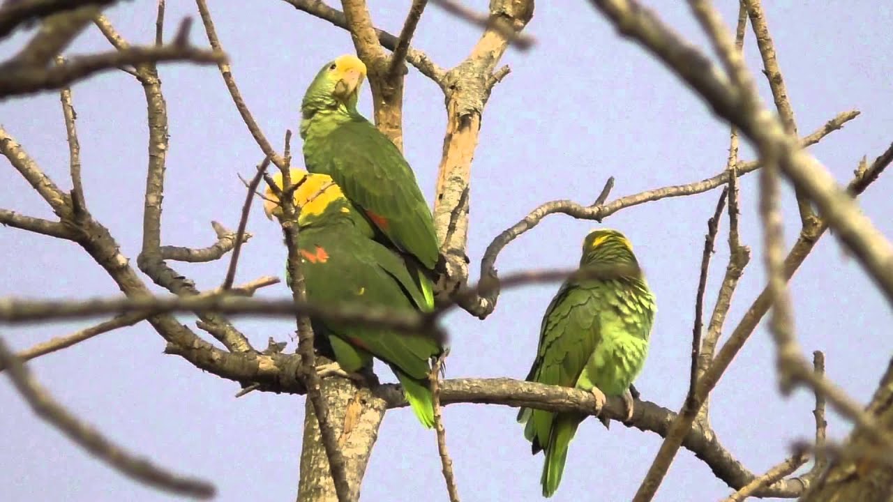 Yellow-headed parrots. Brownsville Texas.