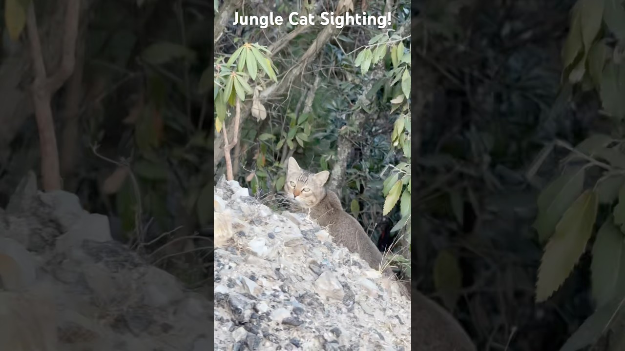 A lovely chance sighting of a jungle cat on a mountain track #junglecat #himalayas #cat