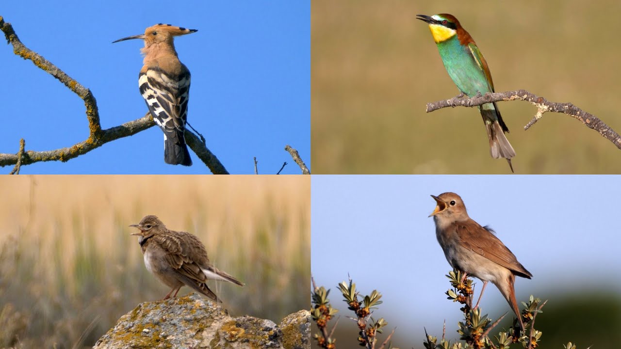 CANTO DE PAJAROS: Una hora de Pájaros Españoles Cantando, 34 especies