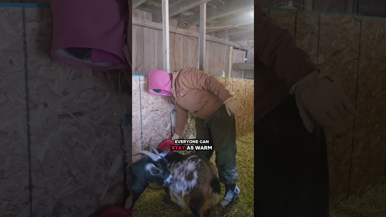 Snow Storm Barn chores and homestead update 