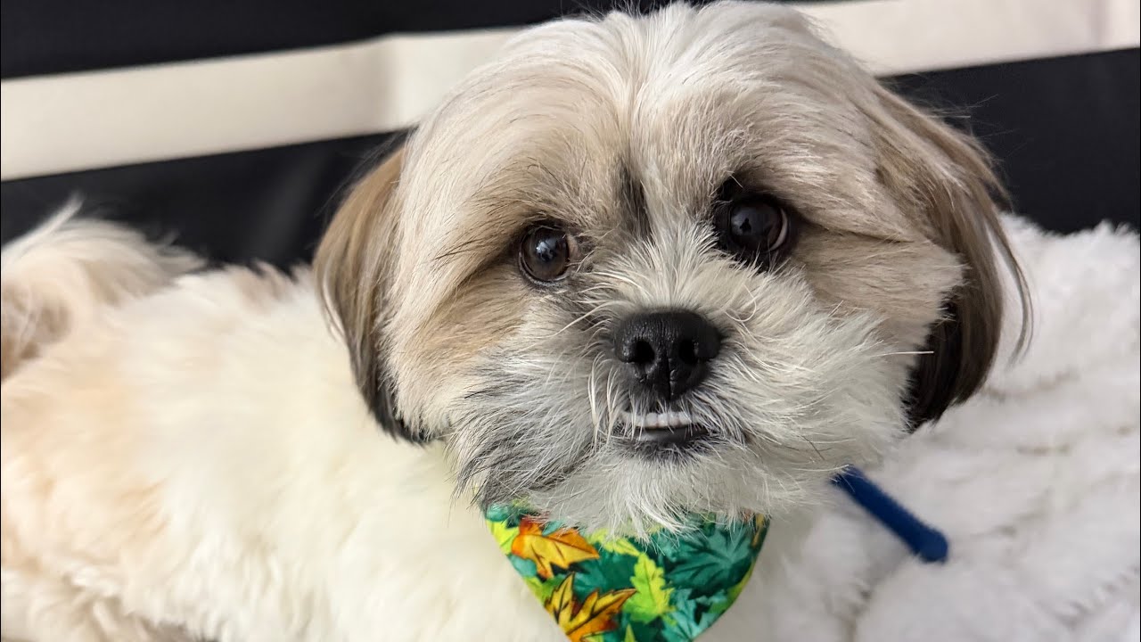Mr.Tobyshihtzu is live!