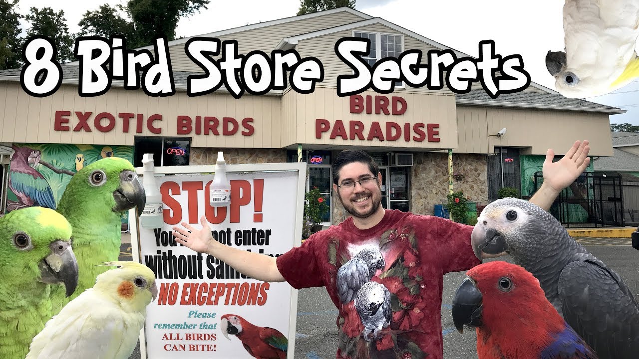 8 Bird Store Secrets Bird Stores Won't Tell You!