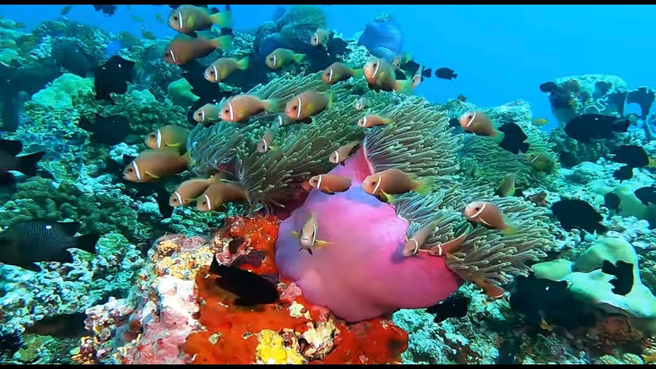 Ultimate Coral Reefs of the Maldives 2025