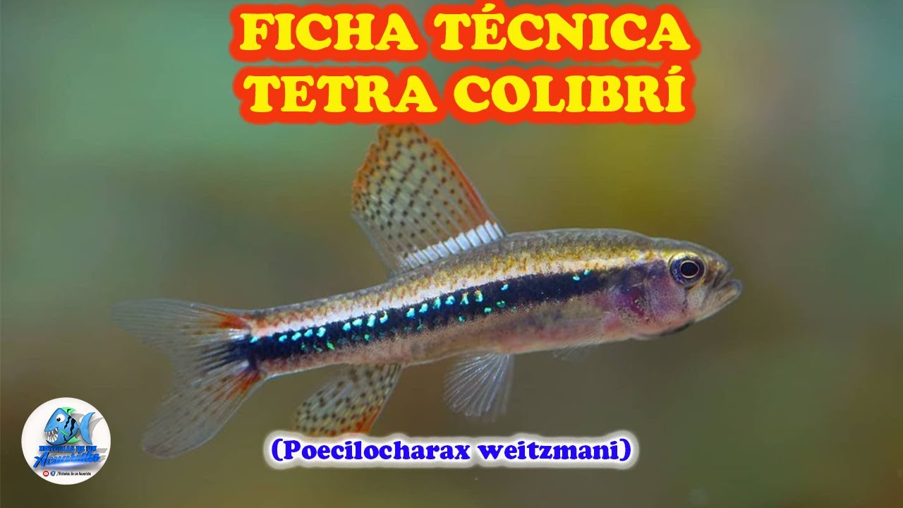 FICHA TECNICA TETRA COLIBRI