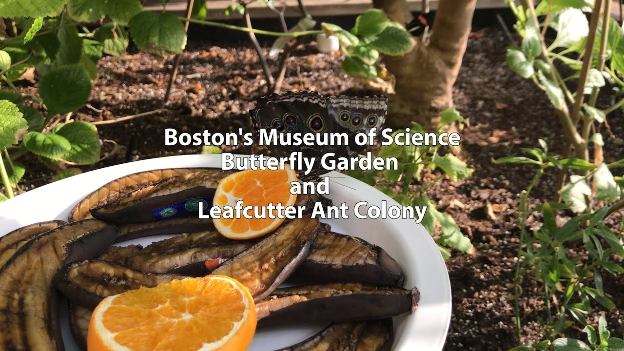 Boston's Museum of Science - Butterfly Garden and Leafcutter Ant Colony