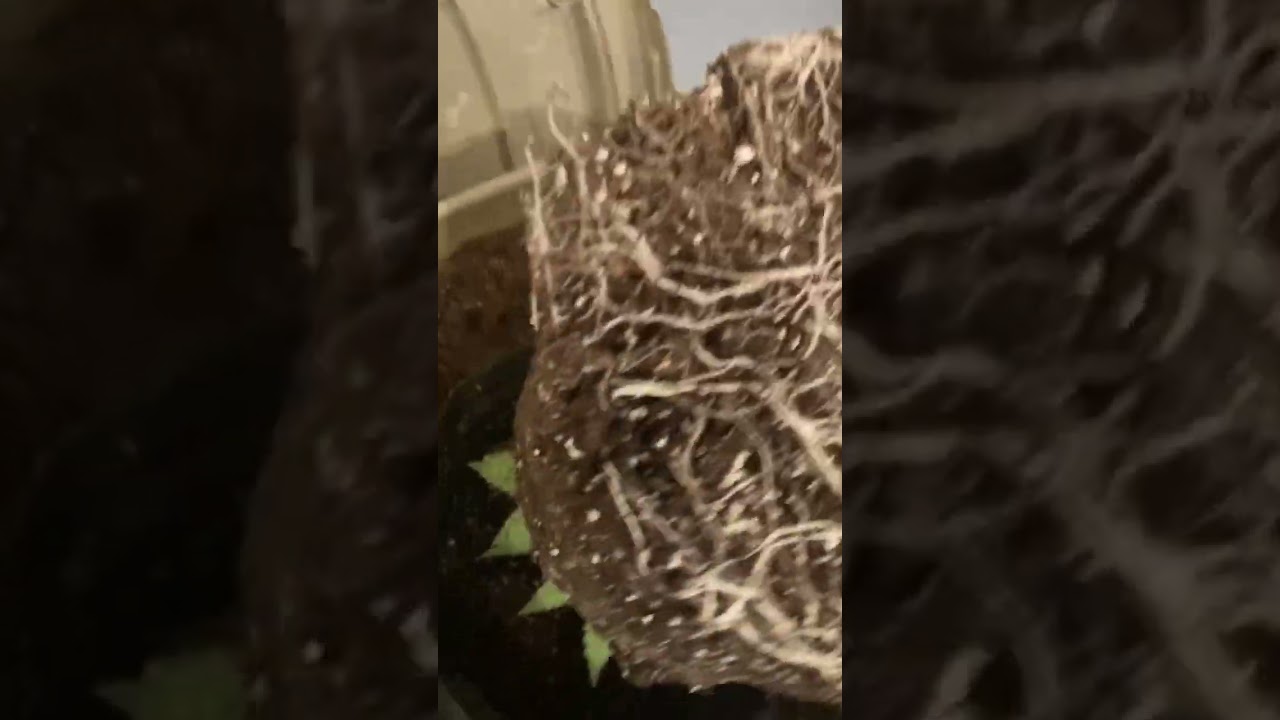 miicrobial for big roots!