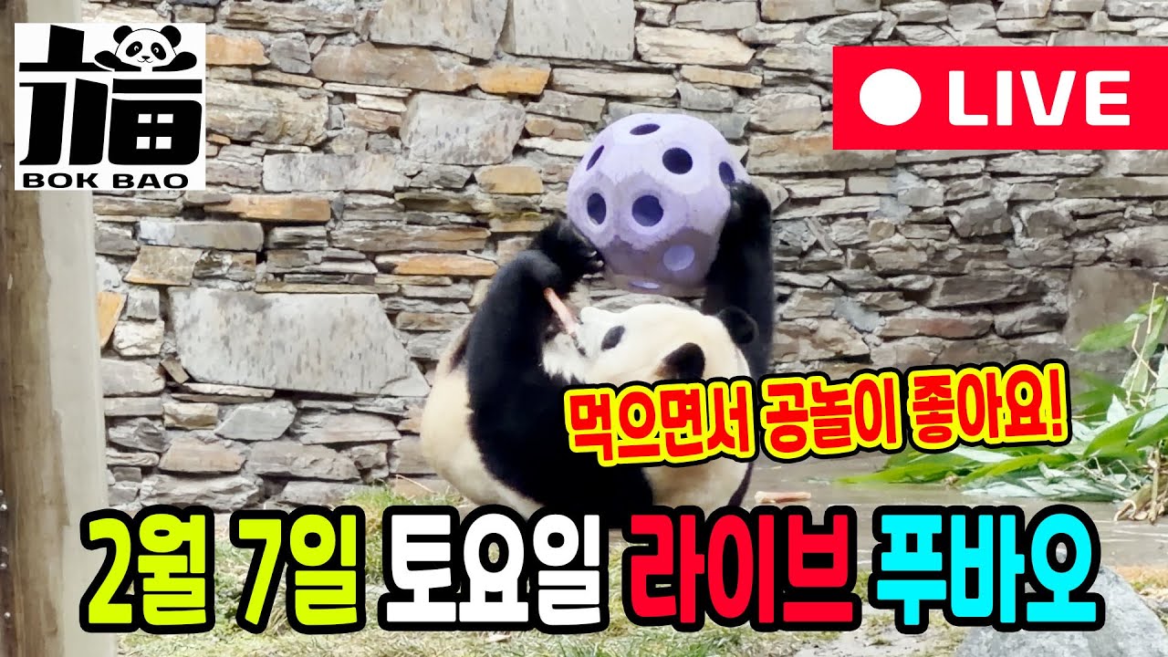 02월 07일 토요일 푸바오 라이브입니다. 먹으면서 공놀이 좋아요!