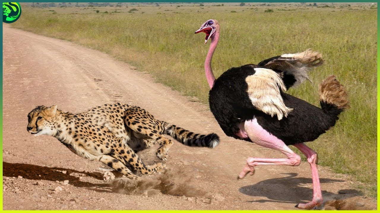 15 Epic battles Between Heavy Animals