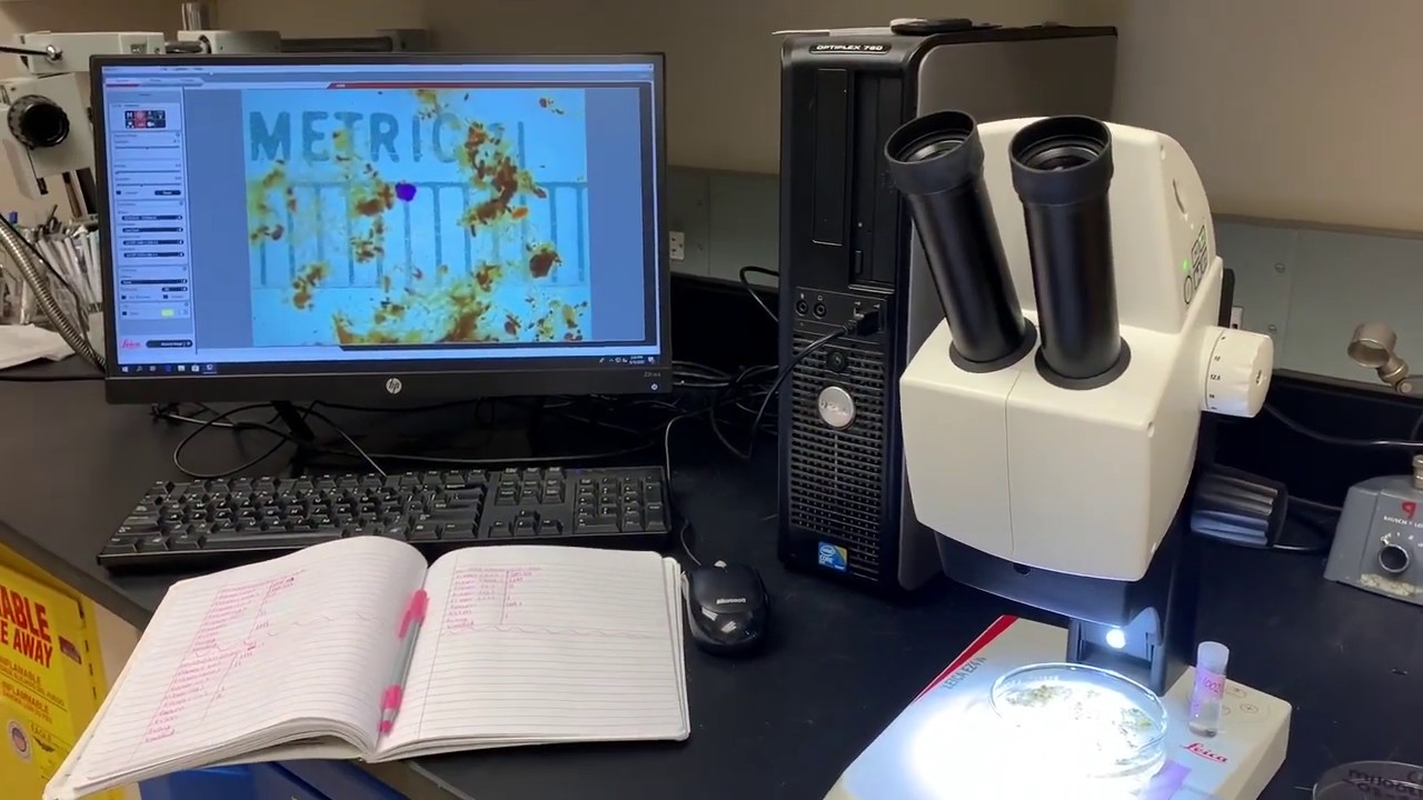 Examining Microplastics in Effluent Wastewater