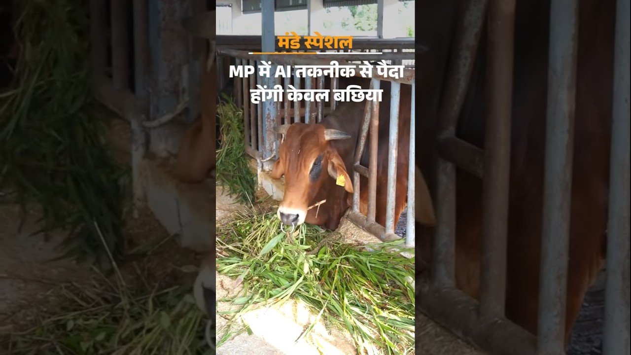 Madhya Pradesh | AI पैदा करेगा गाय की बछिया, ताकि दूध उत्पादन बढ़े | Bhopal |