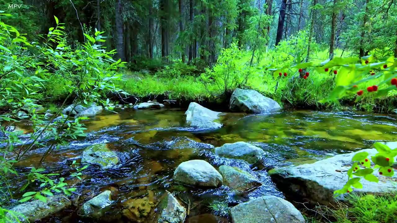 Пение птиц и тихий кристально чистый ручей, чудесная лесная атмосфера для релаксации, ASMR
