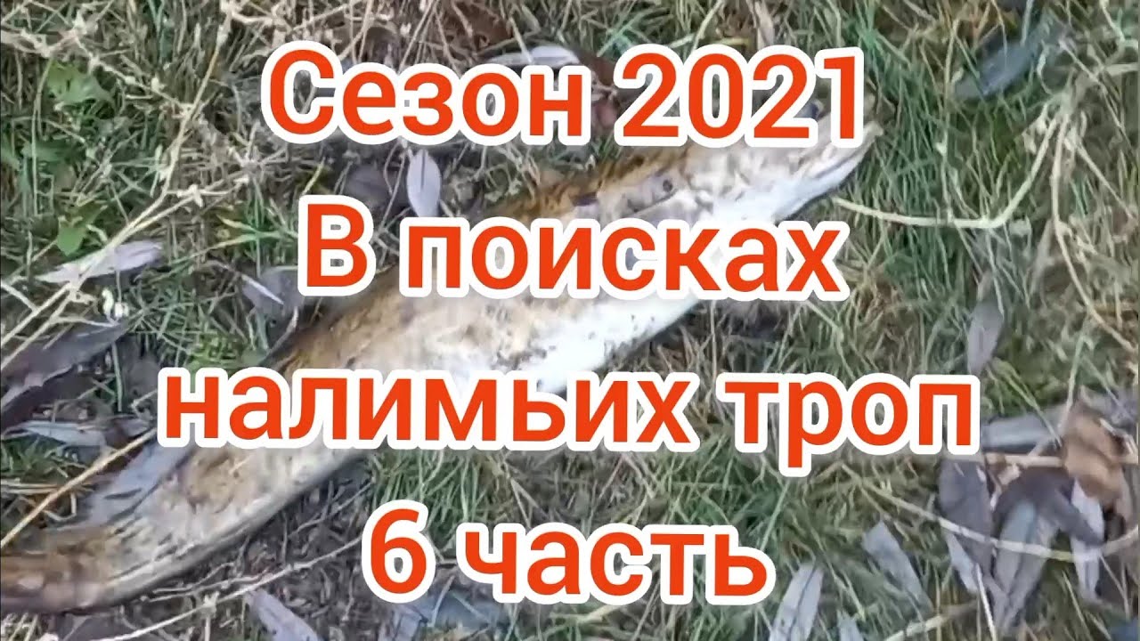 Ловля налима осенью 2021 . 6 часть . Поиск налимьих троп . Рыбалка 2021 . Налим 2021 .