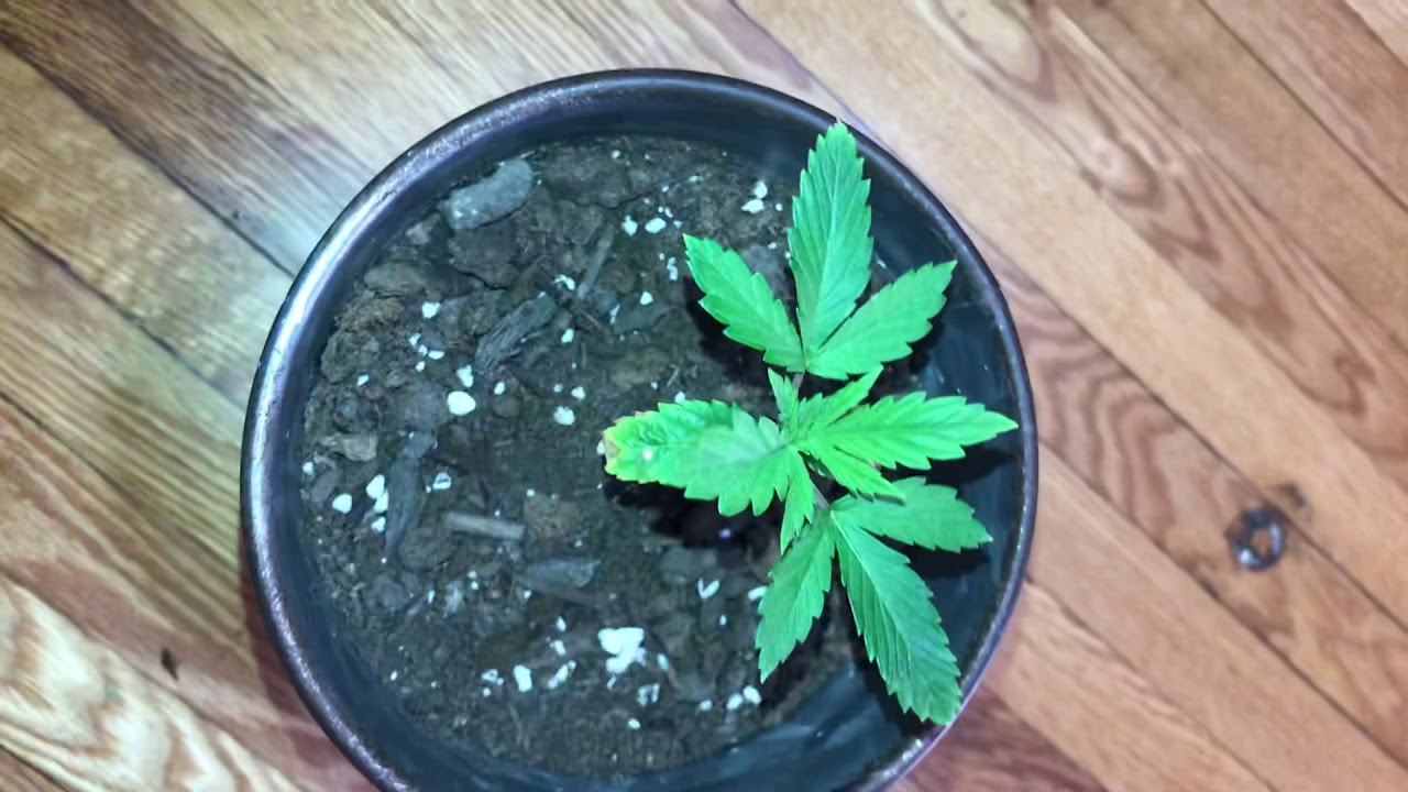 Cheap Indoor Weed Grow Update: Deformed Weed Plant