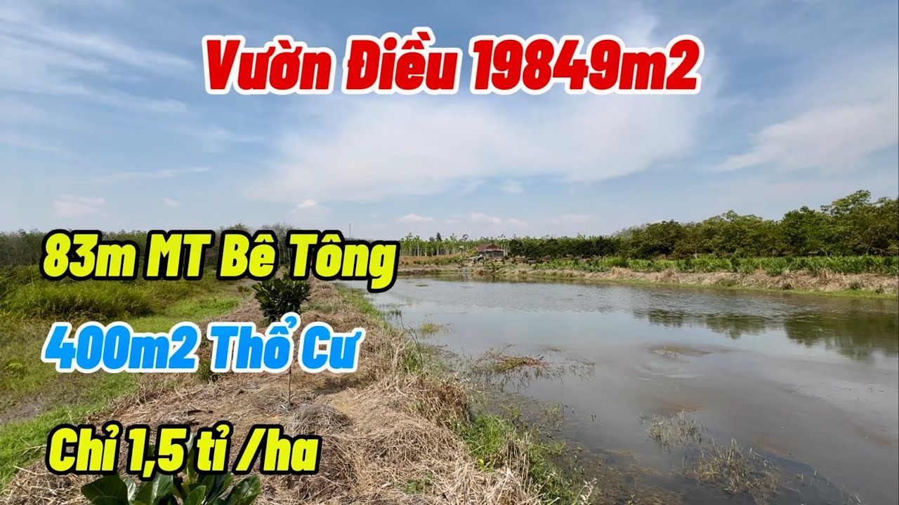 Bán Vườn Điều đang cho thu. 83m MT gần 2ha có 400tc. Đất bằng đẹp nguồn nước nhiều. 1,5tỉ/ha